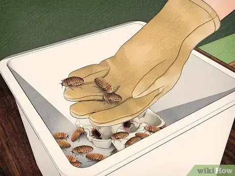 Imagen titulada Breed Feeder Roaches Step 18