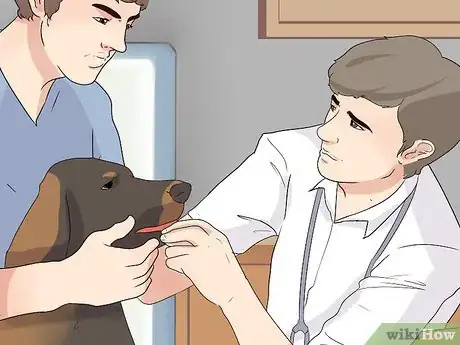 Imagen titulada Comfort Your Sick Dog Step 12