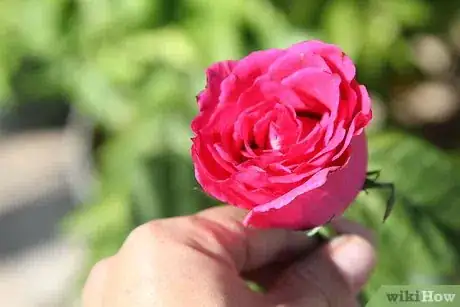 Imagen titulada Dry Rose Petals Step 2
