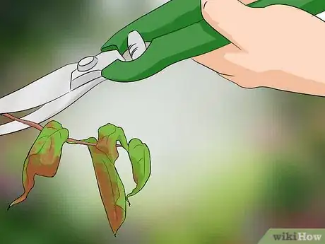 Imagen titulada Prune Lilacs Step 3