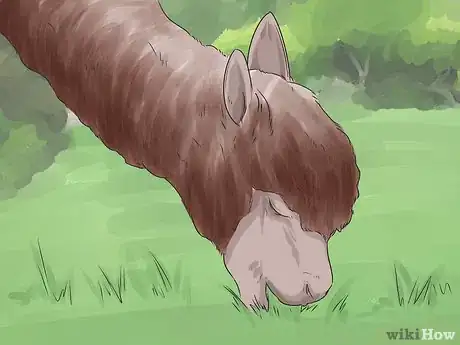 Imagen titulada Care for a Llama Step 8