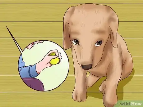 Imagen titulada Get Your Puppy to Stop Biting Step 17
