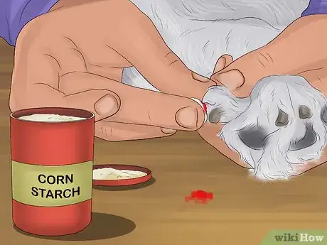 Imagen titulada Stop a Dog from Bleeding Step 13