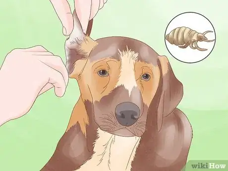 Imagen titulada Diagnose and Treat Your Dog's Itchy Skin Problems Step 15