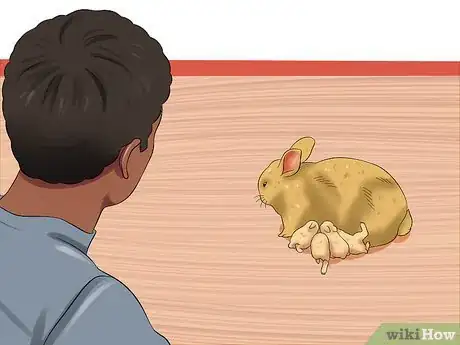 Imagen titulada Take Care of a Pregnant Rabbit Step 8