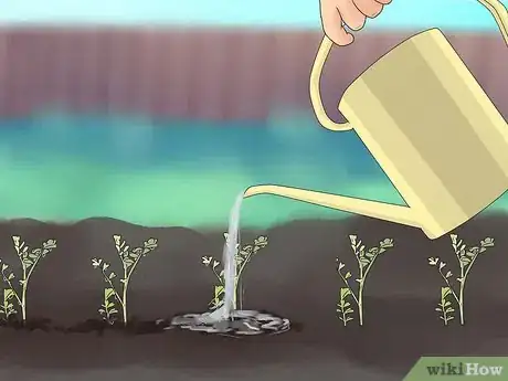 Imagen titulada Grow Chickpeas Step 10