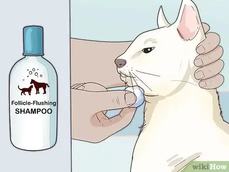 Imagen titulada Treat Feline Acne Step 11