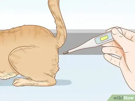 Imagen titulada Diagnose and Treat Anal Gland Disease in Cats Step 7