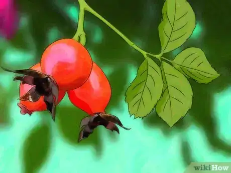 Imagen titulada Grow Roses from Seed Step 1