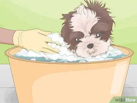 Imagen titulada Diagnose and Treat Your Dog's Itchy Skin Problems Step 16