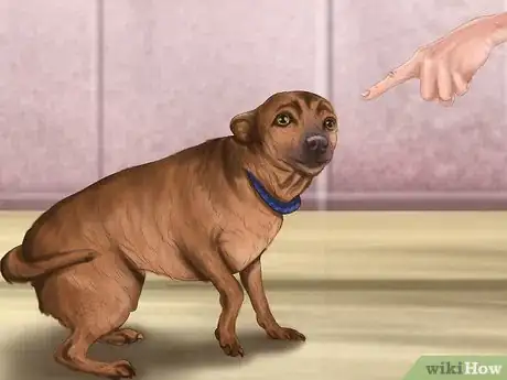 Imagen titulada Reprimand a Pet Step 8