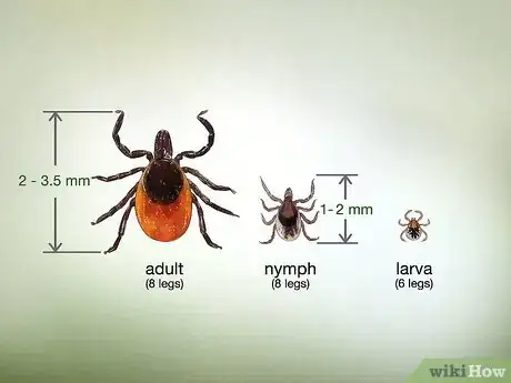 Imagen titulada Identify a Deer Tick Step 2