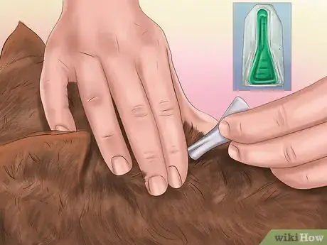 Imagen titulada Kill Fleas and Ticks on Cats Step 6
