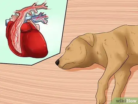 Imagen titulada Recognize a Stroke in Dogs Step 12
