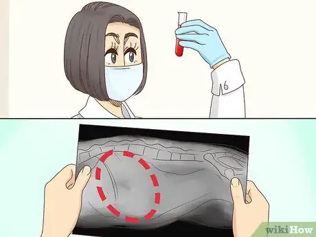 Imagen titulada Help a Cat Cough Up a Hairball Step 12