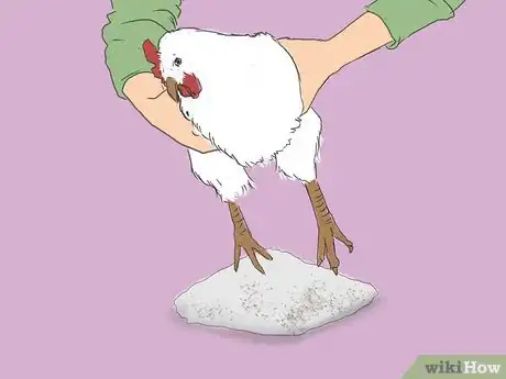Imagen titulada Get Rid of Chicken Mites Step 17