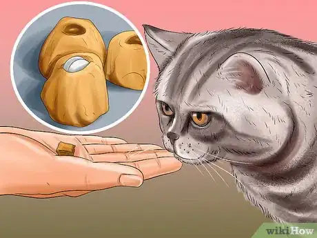 Imagen titulada Give Gabapentin to Cats with Cancer Step 9