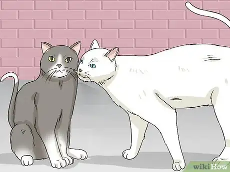 Imagen titulada Identify Cat Stool Problems Step 5