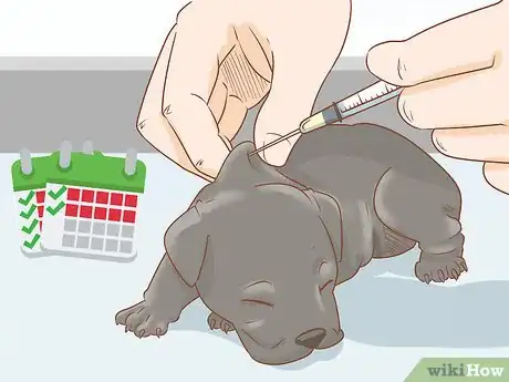 Imagen titulada Breed Cane Corso Step 20