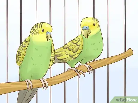 Imagen titulada Know if a Parakeet Is Right for You Step 5