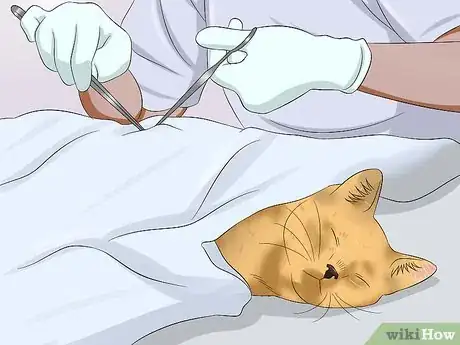 Imagen titulada Deal With a Female Cat in Heat Step 10