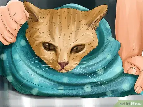 Imagen titulada Give Gabapentin to Cats with Cancer Step 5