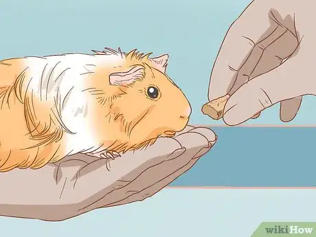 Imagen titulada Help Your Guinea Pig Adjust to You Step 10