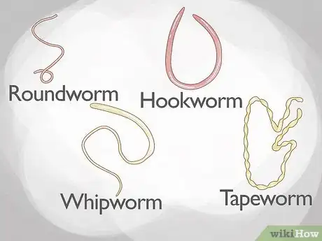 Imagen titulada Identify Worms in a Cat Step 8