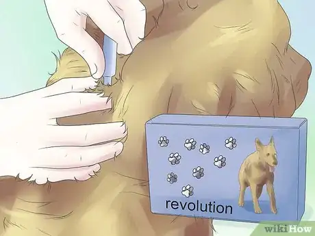 Imagen titulada Remove Ear Mites from a Dog Step 10