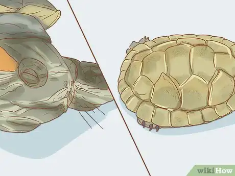 Imagen titulada Look After Terrapins Step 9