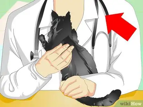 Imagen titulada Tell If a Cat Is Neutered Step 8