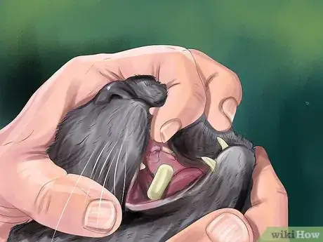Imagen titulada Give Gabapentin to Cats with Cancer Step 7