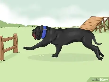Imagen titulada Identify a Neapolitan Mastiff Step 14
