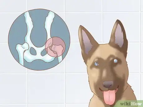 Imagen titulada Care for a Belgian Malinois Step 18