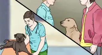 castigar a tu perro