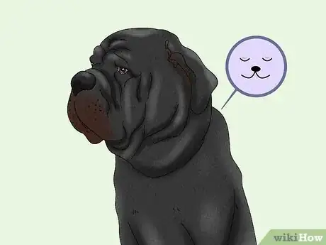 Imagen titulada Identify a Neapolitan Mastiff Step 18