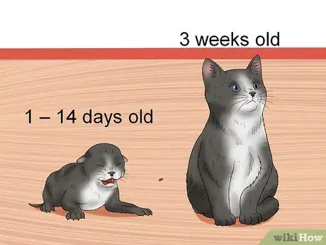 Imagen titulada Care for an Abandoned Kitten Step 2