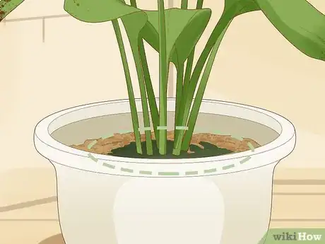 Imagen titulada Save an Overwatered Plant Step 3