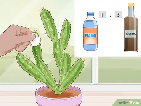 Imagen titulada Get Rid of Cactus Bugs Step 4