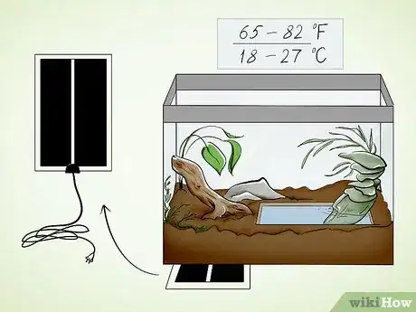 Imagen titulada Care for a Toad Step 5