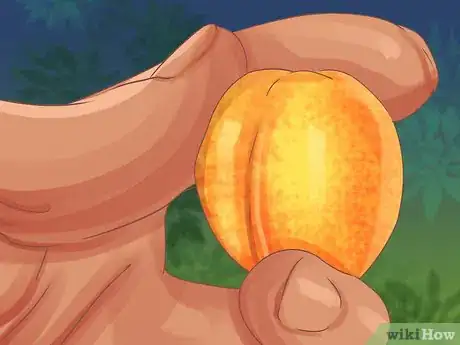 Imagen titulada Select and Store Apricots Step 4