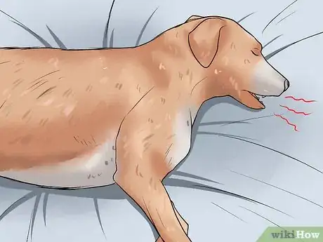 Imagen titulada Know if Your Dog Is Dreaming Step 4