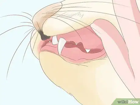 Imagen titulada Identify Worms in a Cat Step 5