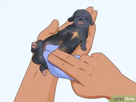 Imagen titulada Care for Newborn Puppies Step 37