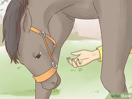 Imagen titulada Teach a Horse to Bow Step 15