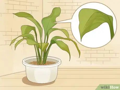 Imagen titulada Save an Overwatered Plant Step 1