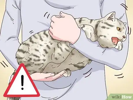 Imagen titulada Identify a British Shorthair Cat Step 9