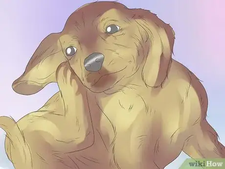 Imagen titulada Remove Ear Mites from a Dog Step 15