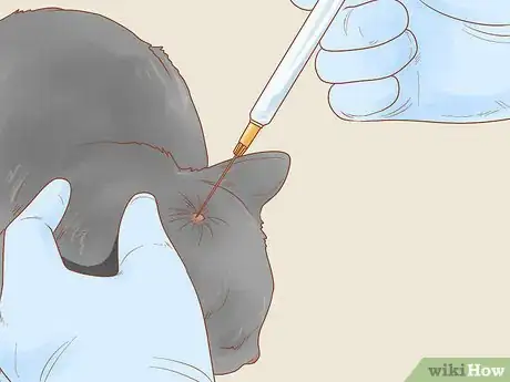 Imagen titulada Recognize Skin Cancer in Cats Step 14