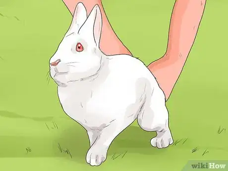 Imagen titulada Train a Dog for Rabbit Hunting Step 7